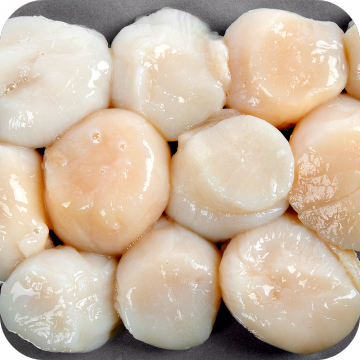 Sea Scallops (3 lbs.)